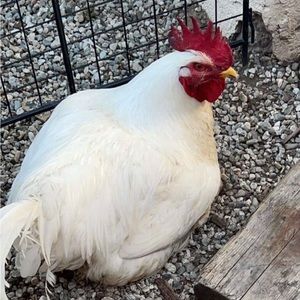 Meet your Posher, Manny